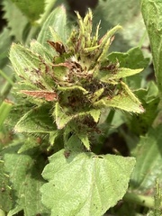Acalypha angustata
