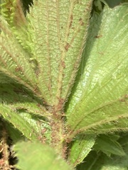 Acalypha angustata