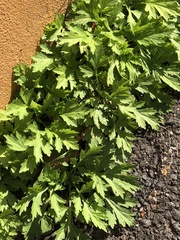 Artemisia vulgaris