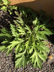 Artemisia vulgaris