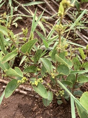 Ziziphus zeyheriana