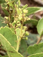 Ziziphus zeyheriana