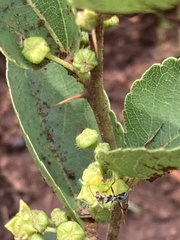 Ziziphus zeyheriana