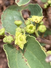 Ziziphus zeyheriana