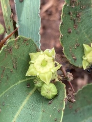 Ziziphus zeyheriana