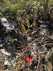 Celastrus orbiculatus