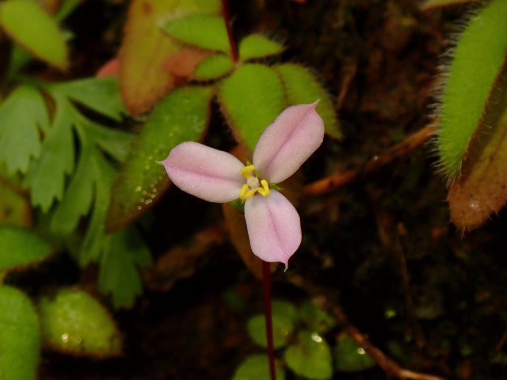 Sonerila erecta (Sonerila erecta)