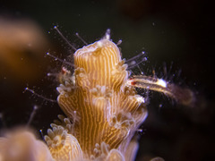 Zanclea