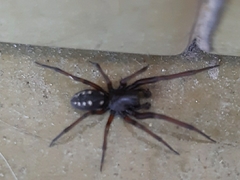 Nurscia albomaculata