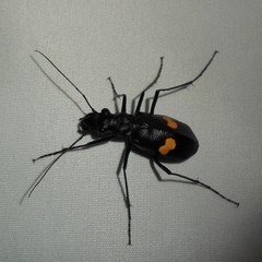 Oxycheila tristis