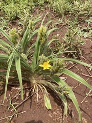 Hypoxis hemerocallidea