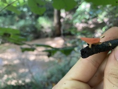 Sarcoscypha occidentalis