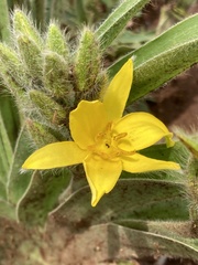Hypoxis hemerocallidea