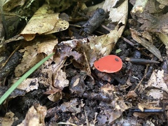 Sarcoscypha occidentalis