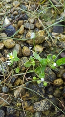 Cochlearia groenlandica