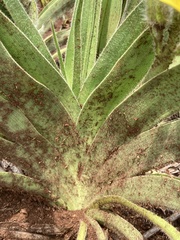 Hypoxis hemerocallidea
