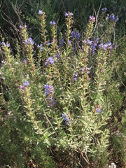 Lobostemon argenteus