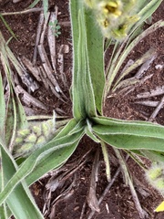 Hypoxis hemerocallidea