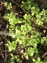 Galium aparine