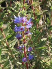 Lobostemon argenteus