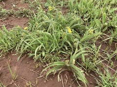 Hypoxis hemerocallidea