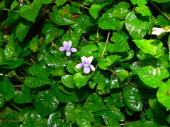 Viola anagae