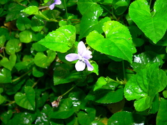 Viola anagae