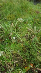 Conioselinum gmelinii