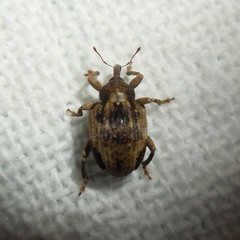 Hyperinae