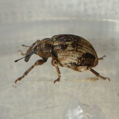 Hyperinae