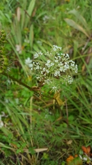 Conioselinum gmelinii