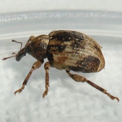 Hyperinae