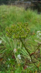 Conioselinum gmelinii