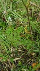 Conioselinum gmelinii