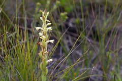 Satyrium outeniquense