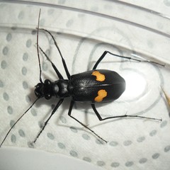 Oxycheila tristis