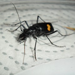 Oxycheila tristis