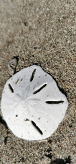 Lanthonia longifissa image