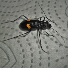 Oxycheila tristis
