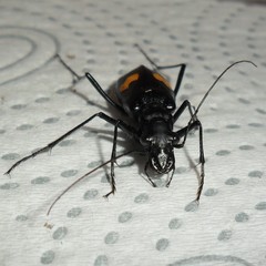 Oxycheila tristis