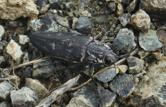 Chalcophora detrita