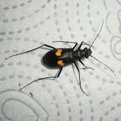 Oxycheila tristis
