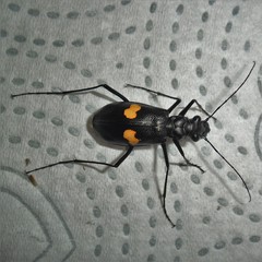 Oxycheila tristis