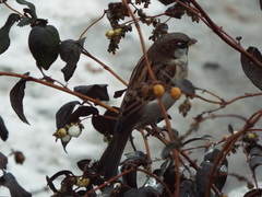 Passer domesticus