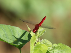 Urothemis bisignata