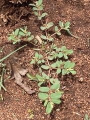 Euphorbia inaequilatera