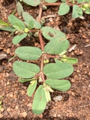 Euphorbia inaequilatera