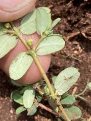 Euphorbia inaequilatera