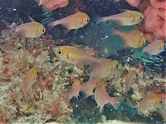 Pempheris klunzingeri