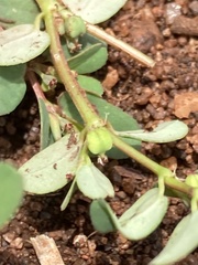 Euphorbia inaequilatera
